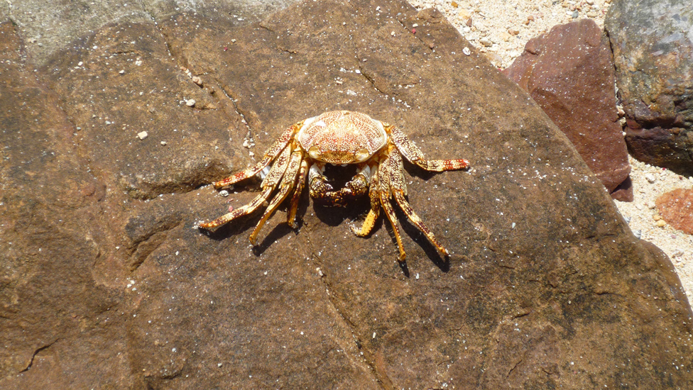 Isla Arapo 007
